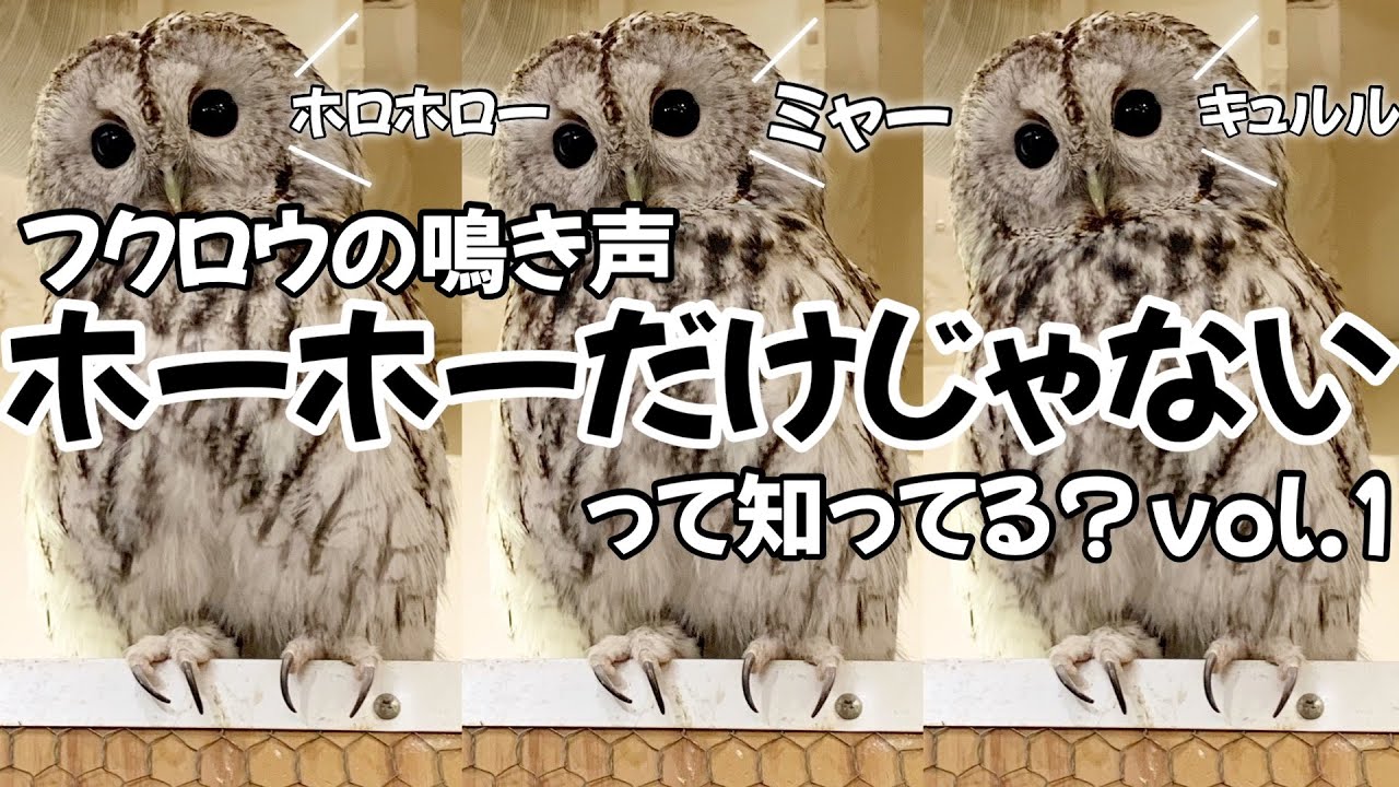 ［フクロウ紹介］フクロウの鳴き声vol.1