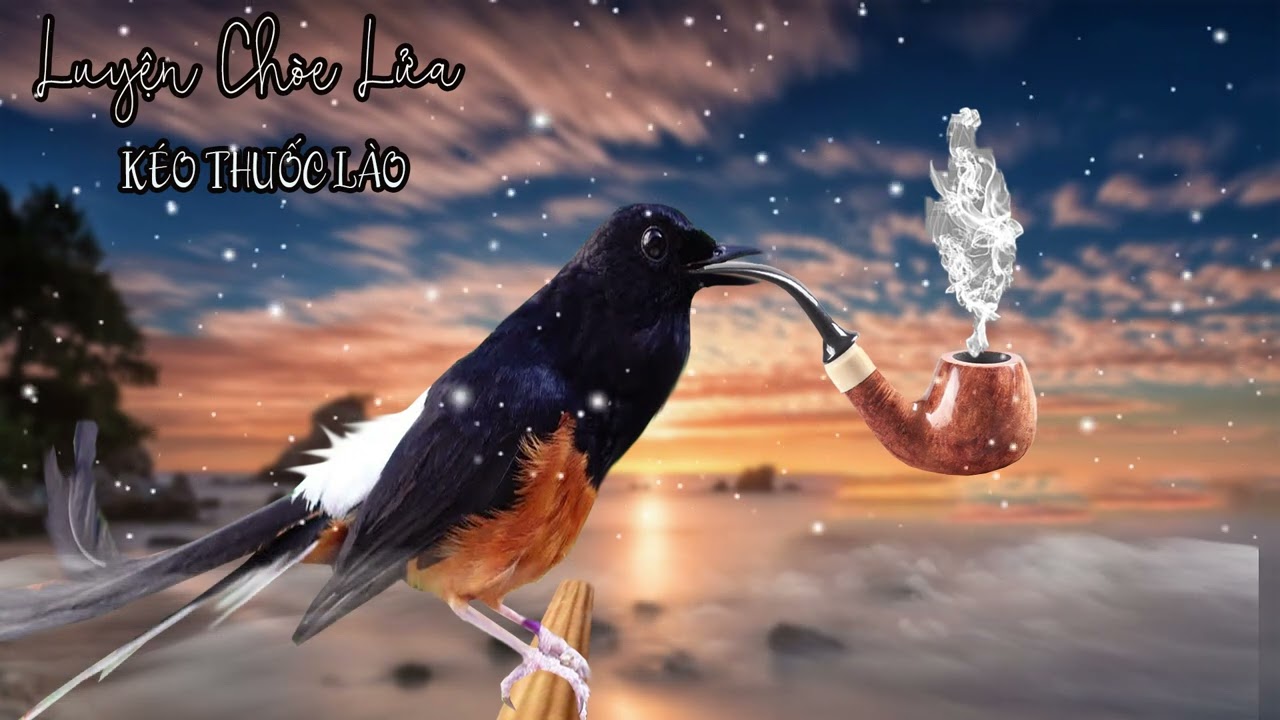 Chòe Lửa KÉO THUỐC LÀO HƠI DÀI cực hay, hót giọng dài hay. luyện chòe lửa kéo thuốc lào.Kích bổi hót