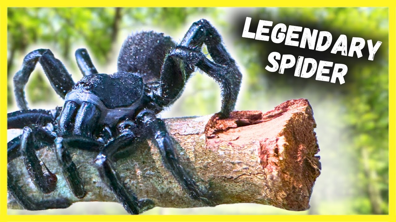 Secrets of the Trapdoor Spider: REVEALED