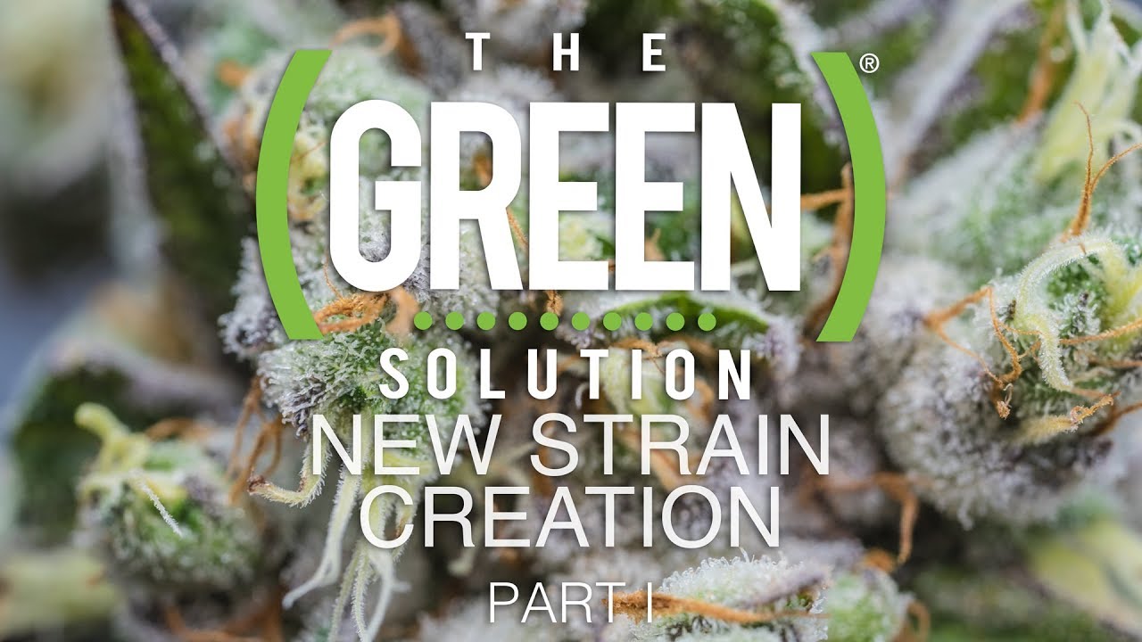 The Green Solution | New Strain Creation