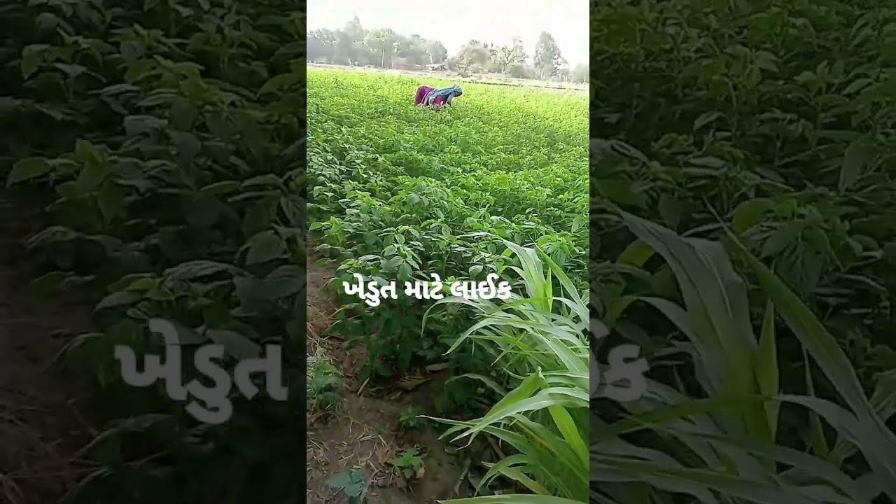 #sunil #shortvideo #reels #jigneshkaviraj #dance #new #funny #amazing #durlabh_kashyap #indianpolit
