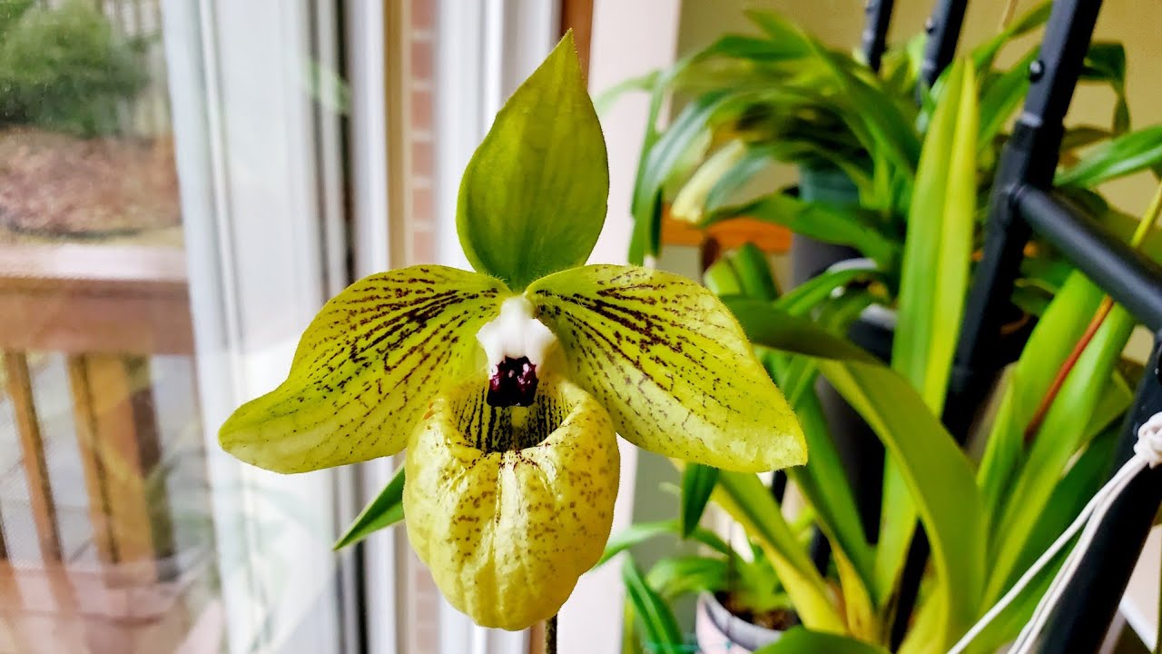 兰花，原生中国的“玉拖”，麻栗坡兜兰Paphiopedilum malipoense