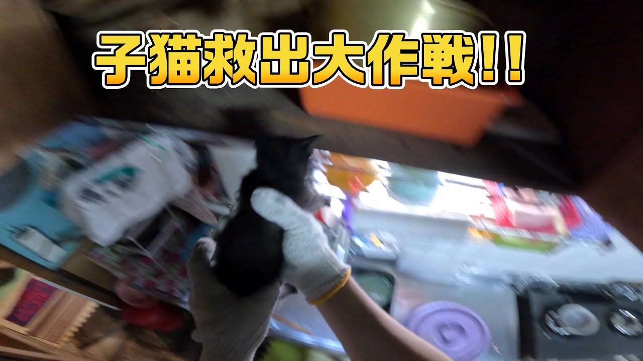 子ねこ救出大作戦