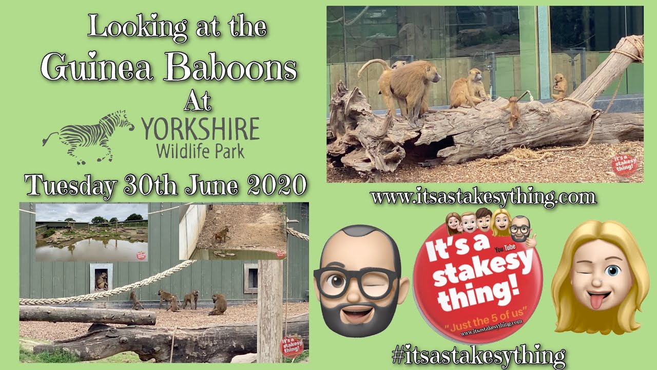 Guinea Baboons | Yorkshire Wildlife Park | #itsastakesything |