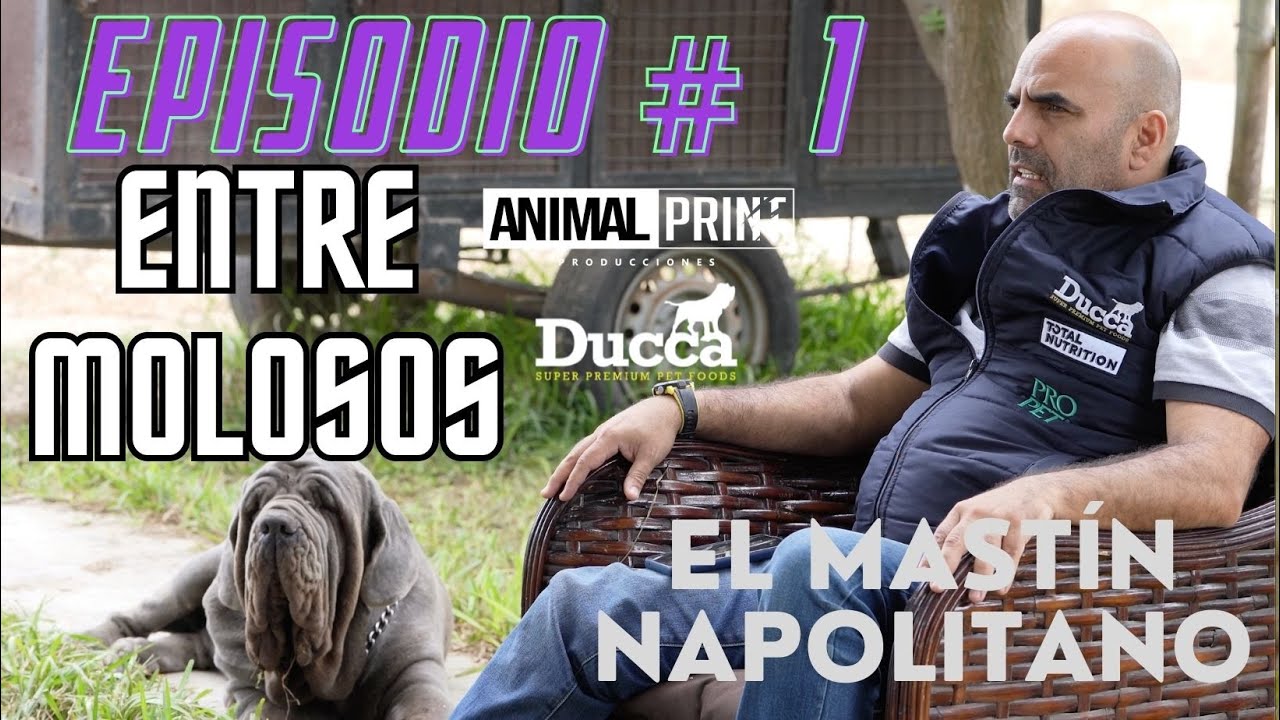 El Mastín Napolitano - Entre Molosos