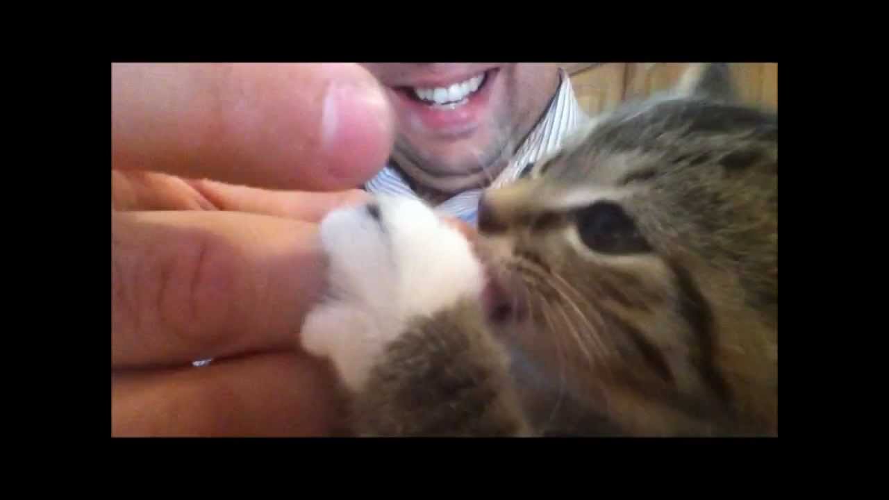 Cute kitten eating chicken