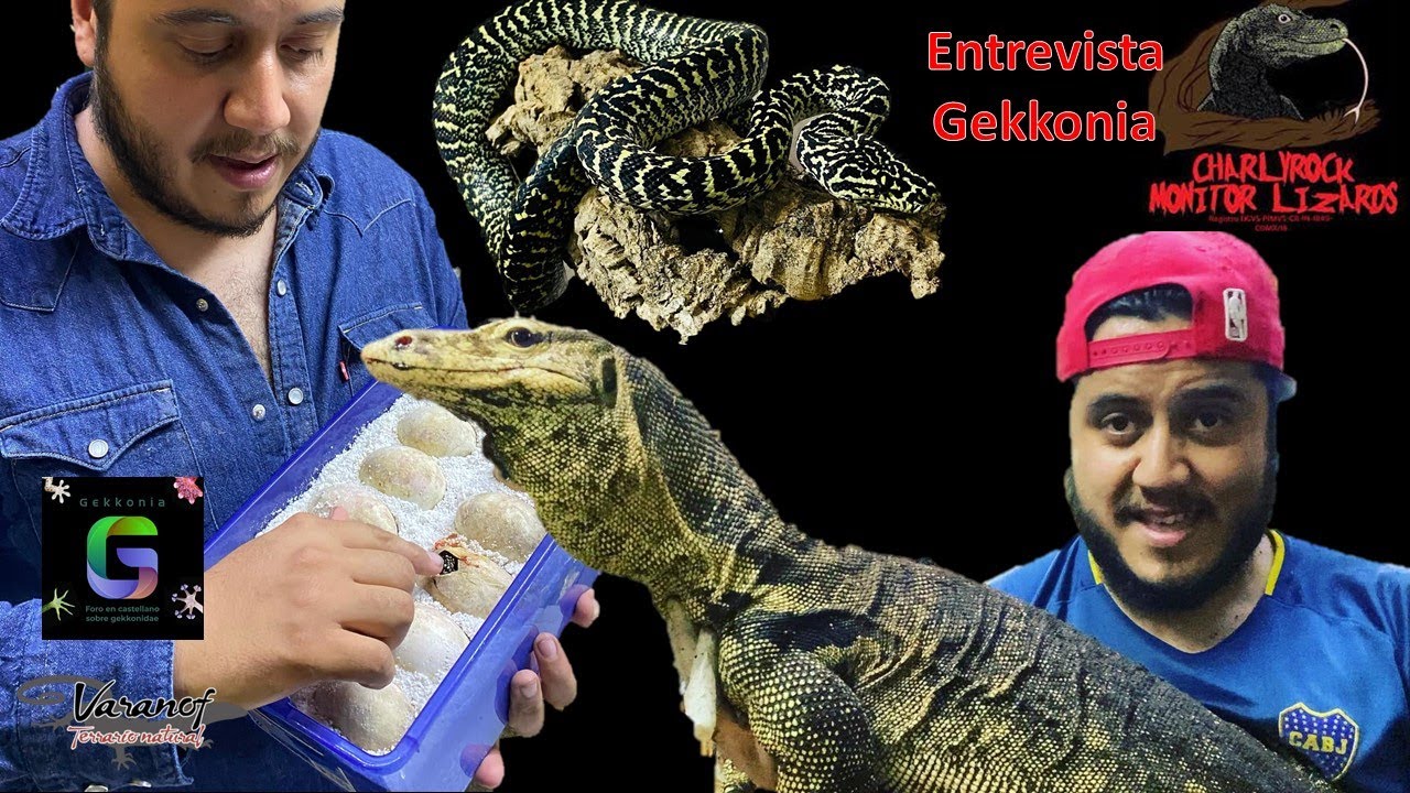 Entrevistas bicheras de GEKKONIA: Con Charlyrock Monitor Lizards (Charly González).
