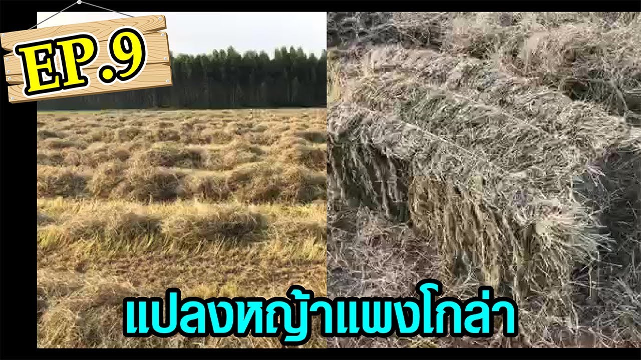 Ep.9 : อัดก้อนหญ้าแพงโกล่าแห้ง #เจเคพนมแรนซ์