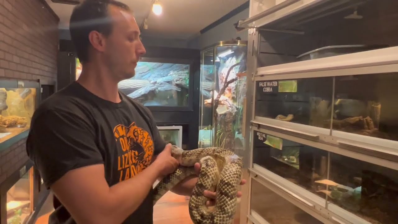A Quick Look at the False Water Cobra