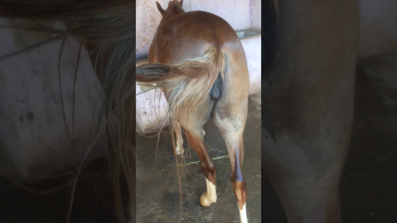 Égua amojada de Appaloosa puro sangue preto