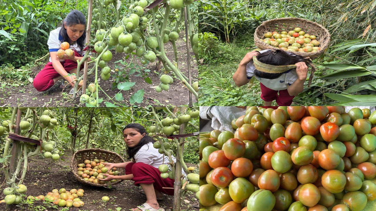 Tomato Khati Suru Vayo Tipnu Wow || Rural Life In Village Vlog ||