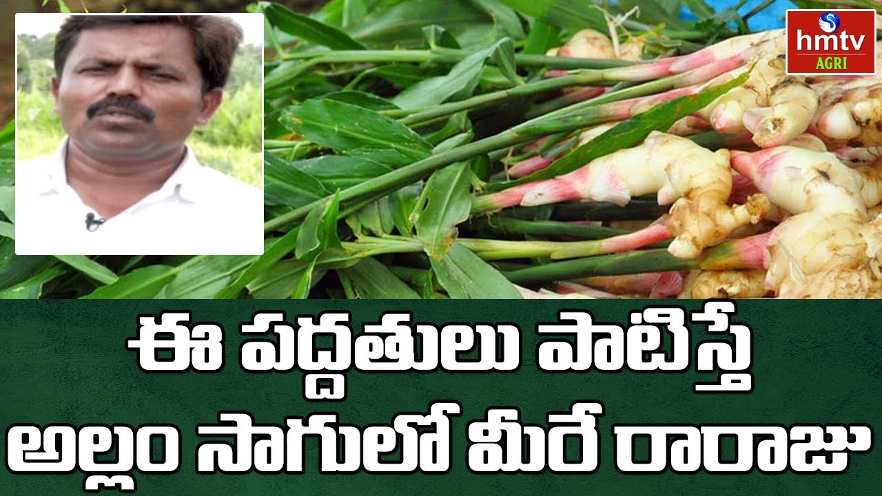ఈ పద్దతులు పాటిస్తే అల్లం సాగులో మీరే రారాజు | How to Get Huge Profits in Ginger Culture | hmtv Agri