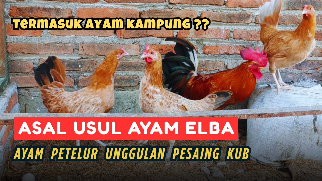 Asal Usul Ayam Elba Petelur dan Kenapa Dianggap Ayam Kampung?