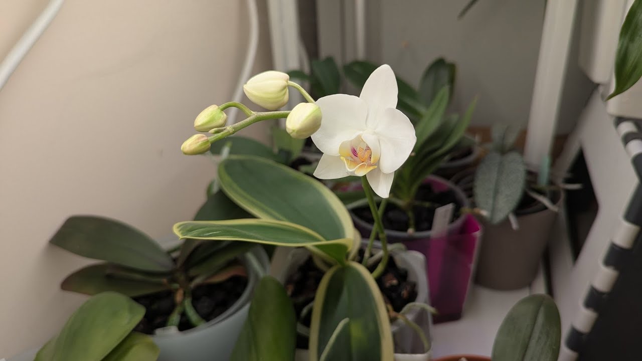 Phal. amabilis 'Variegata'