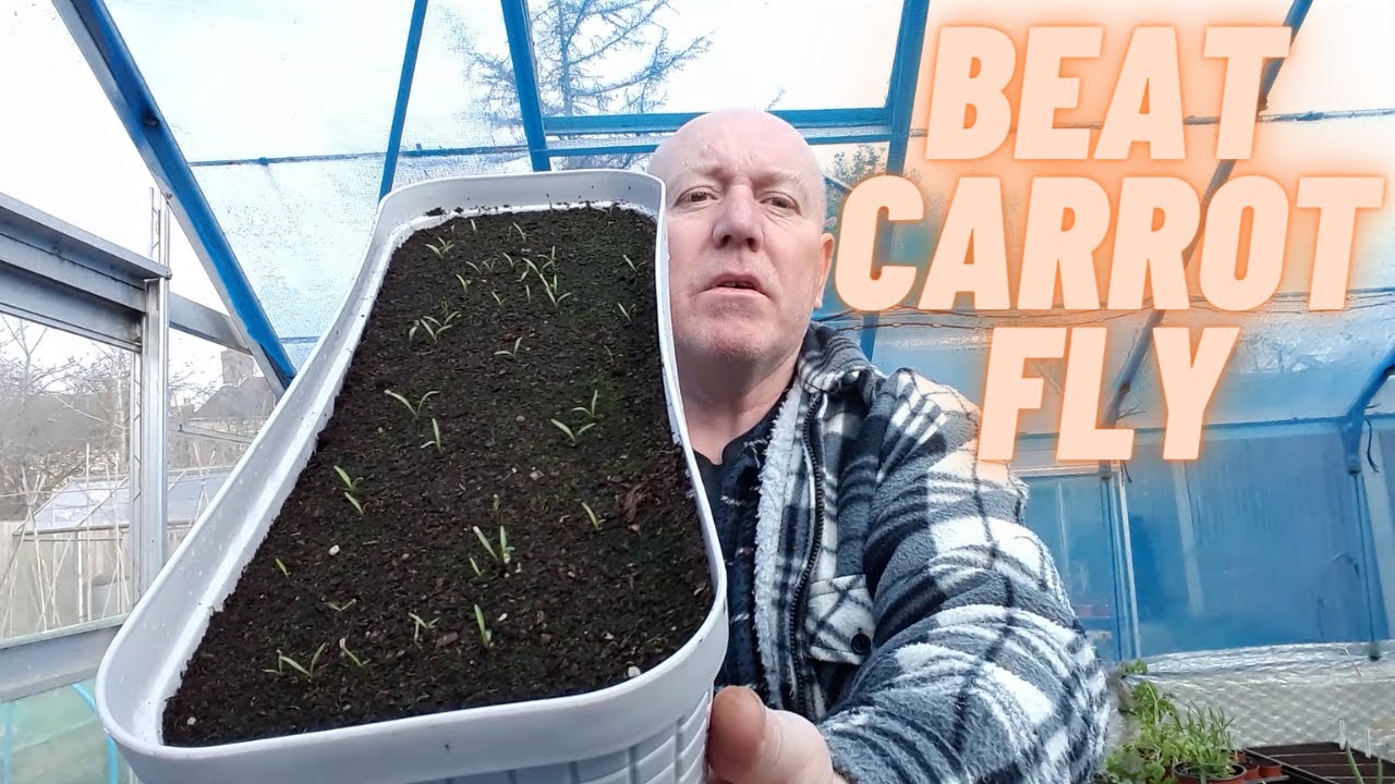 Beat The Carrot Fly [Gardening Allotment] [Home Growing Veg & Flowers