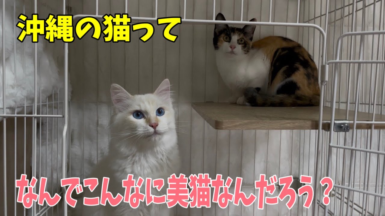 【沖縄っ子】クコママにゃんとふわふわちゃんと三毛ちゃん