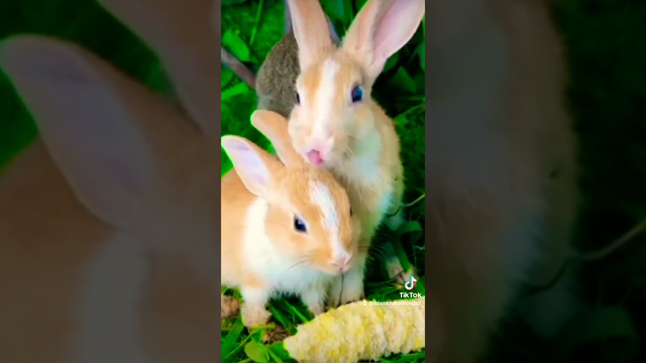 et #trending #foryou #funnuanimals #funy #rabit #dance #lovly