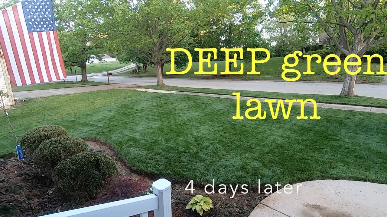 Get your yard ready for guests | DEEP green in days
