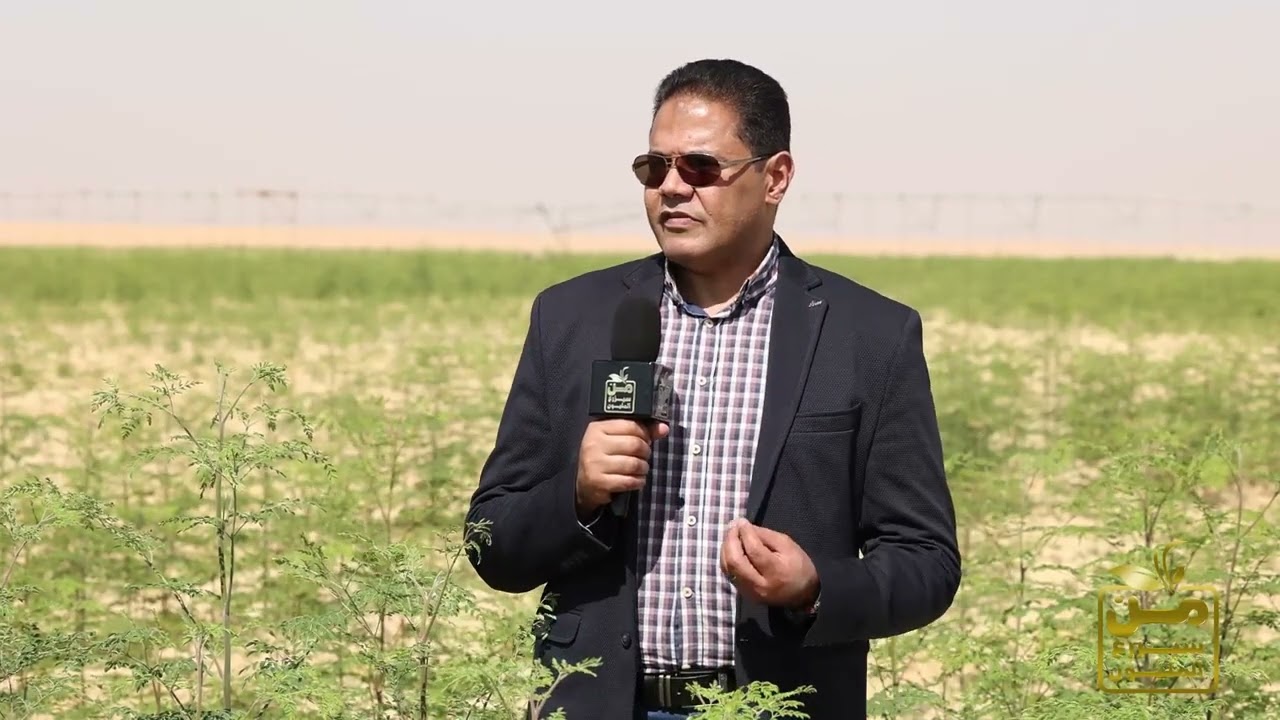 أكبر مشروعات زراعة نبات المورينجا لشركة مشاررق للزراعة العضوية في الفرافرة بالوادي الجديد