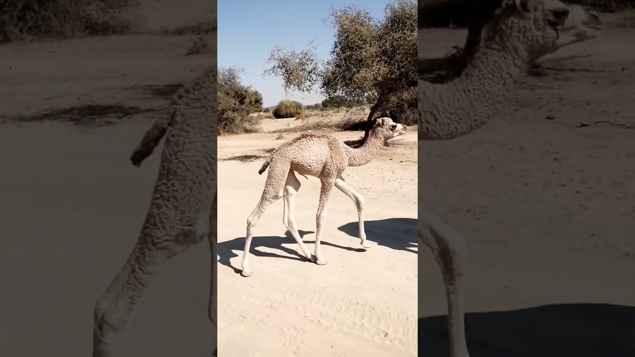 😢 Camel Baby Lost in the Desert 🏜️ | Heart Touching Moment