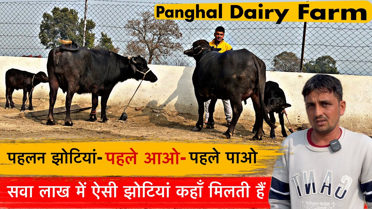 🔴सवा लाख में ऐसी झोटियां कहाँ मिलती हैं👉पहलन झोटियां-पहले आओ-पहले पाओ।PANGHAL DAIRY FARM☎️8053578014