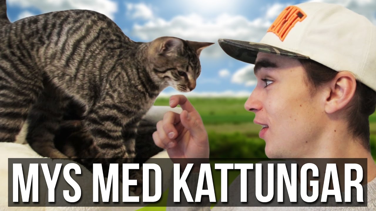 Vi besöker ett katthem! Vlog #44