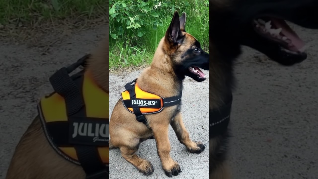 Future K9 Star in Training! This Malinois Puppy is Too Cute for Words
