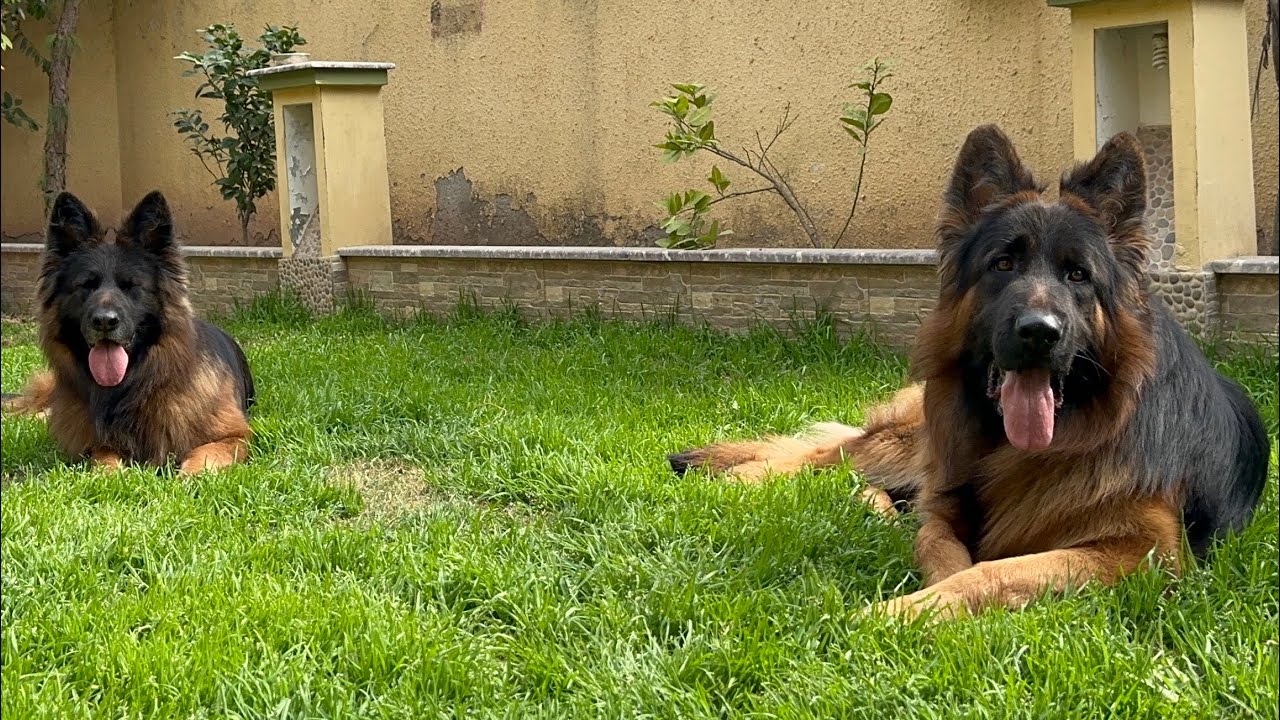 German shepherd long coat expensive and quality breed in pak islamabad