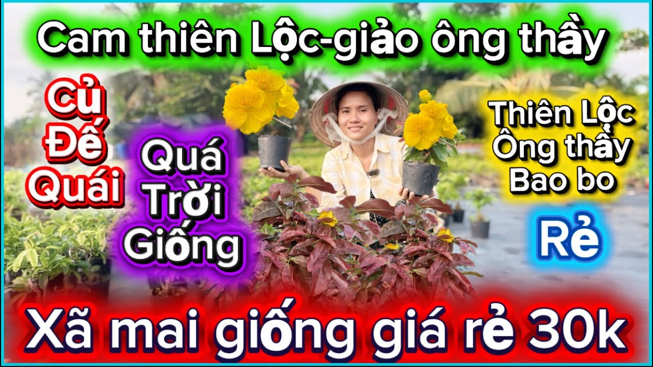20-3-2026☎️📲mai giống giá rẻ đủ loại giống cam thiên Lộc-giảo ông thầy- xã hàng 30k