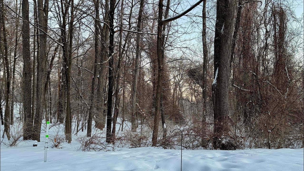 Melting Snow Sounds and an Otherwise Calm Sunday in the Woods  - Central New England - 3/7/2026