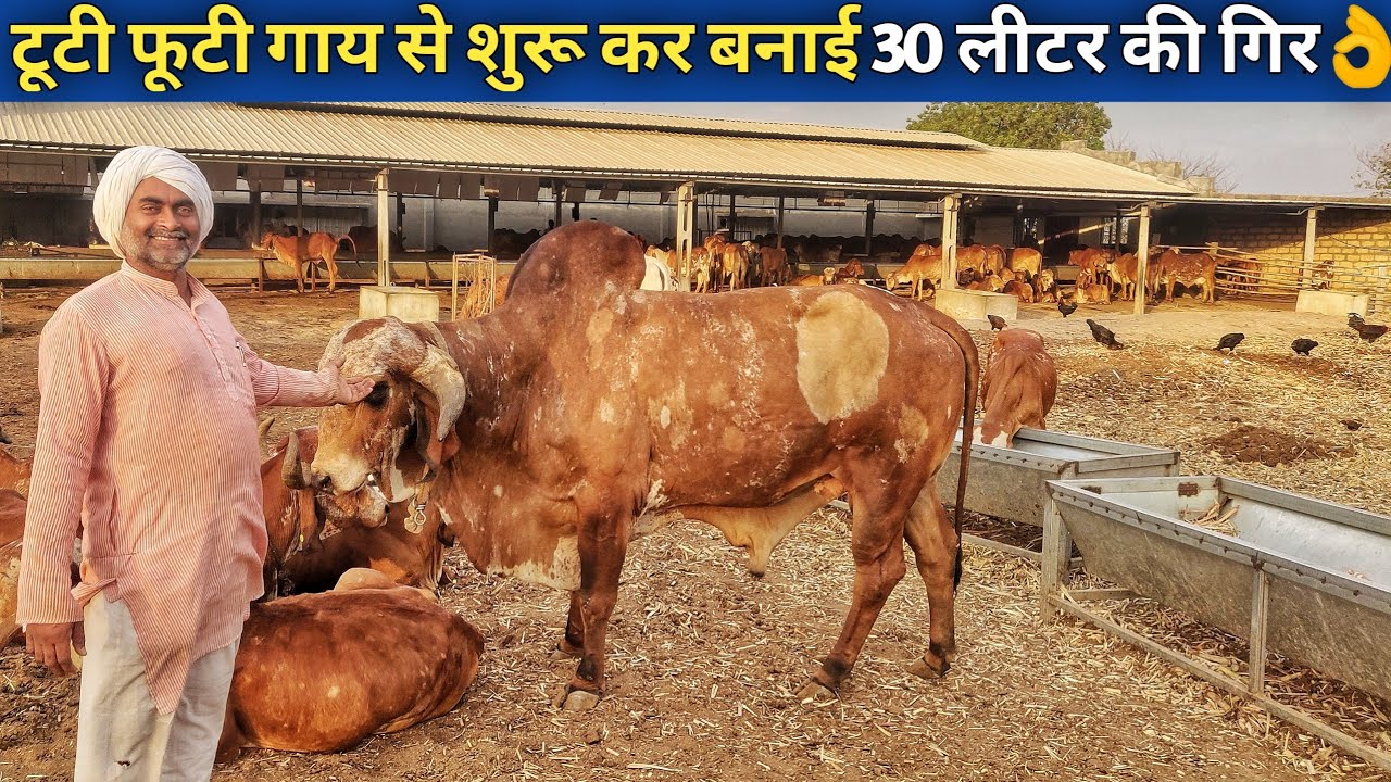 रमेश भाई का बहुत शानदार गिर गाय पालन|Shree Gir cow Jatan Sansthan Gondal Gujrat