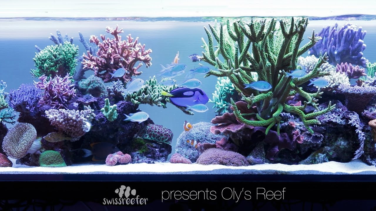 500L Dream SPS Tank | Oly's Reef [Swissreefer presents]
