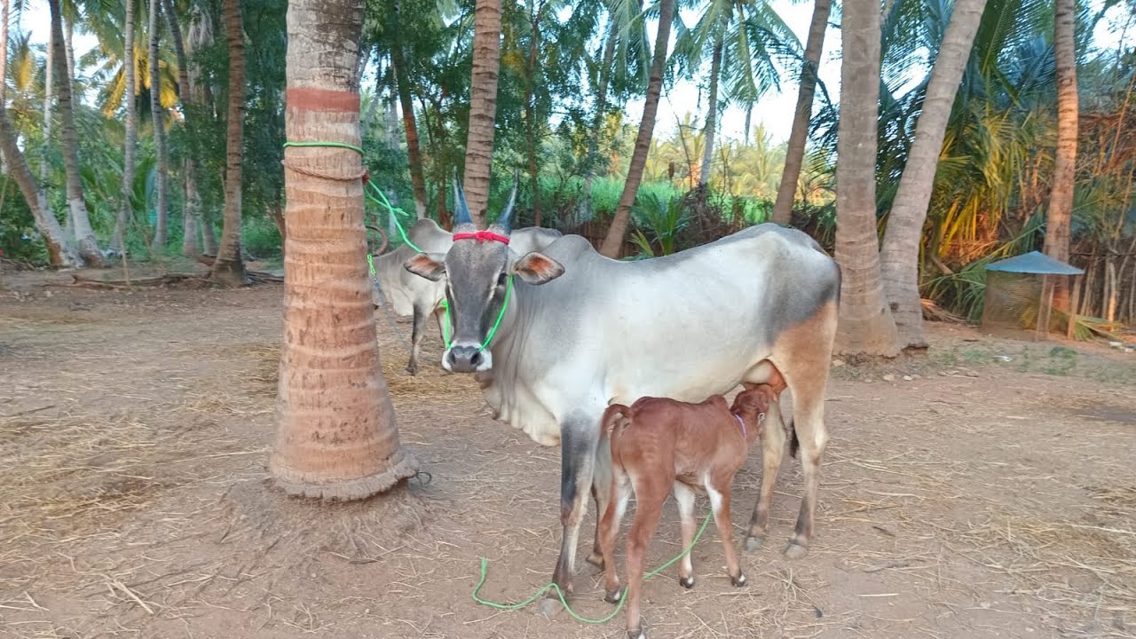 2 பல் அழகிய மயிலை கிடாரி மயிலை காளை கன்றுடன் 9944235787 #காங்கயம்கிடாரி# #பசுமாடு# #Cattle farm#Cow#