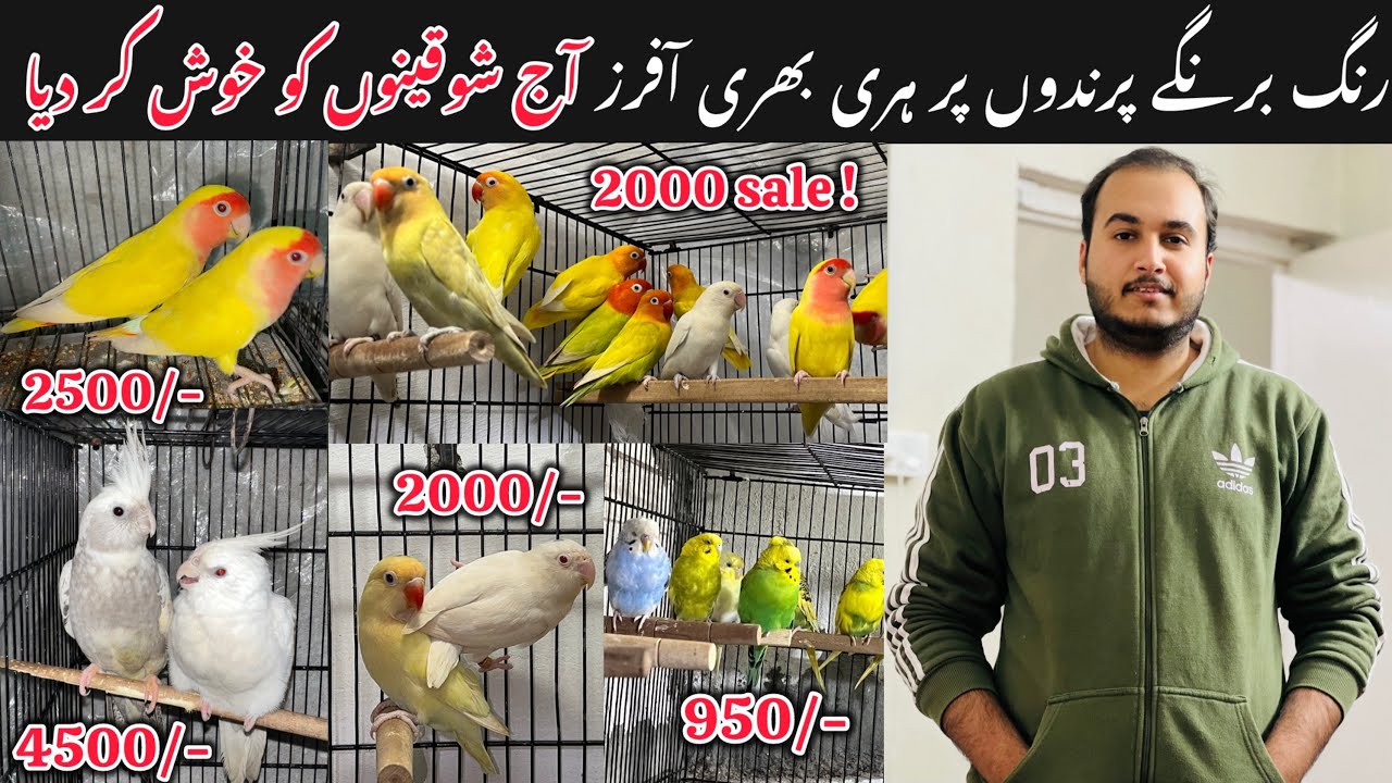 Colour lovebirds py Bhut bari offers || Market ki price sy zamin asman ka farq. 