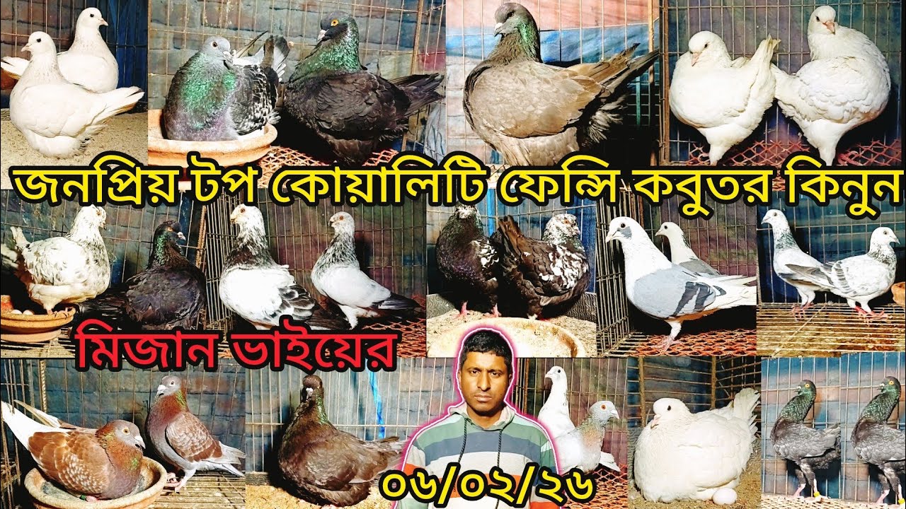 জনপ্রিয় টপ কোয়ালিটি ফেন্সি কবুতর কিনুন মিজান ভাইয়ের। 