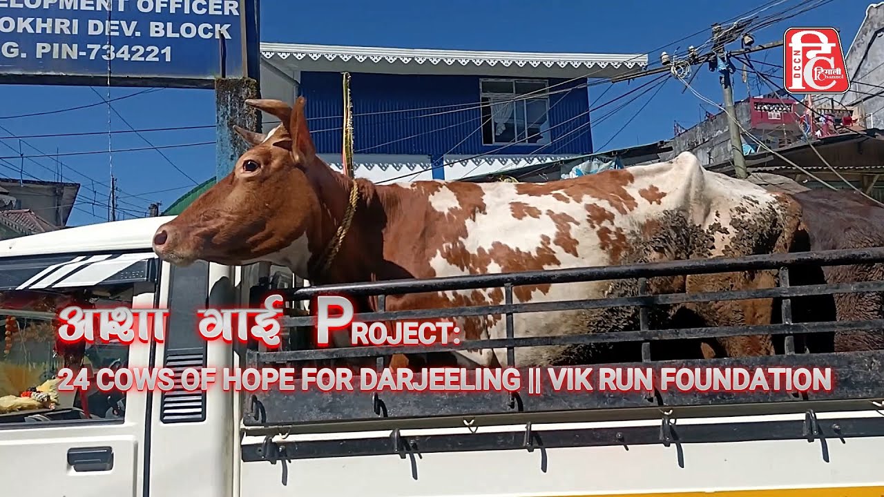 आशा गाई THE COMMUNITY DRIVE PROGRAM || 24 COWS OF HOPE FOR DARJEELING || VIK-RUN FOUNDATION !!