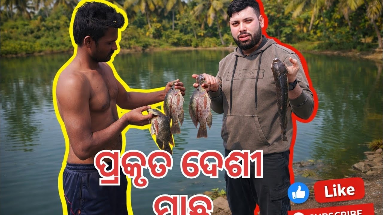 ନିଜ  ପୋଖରୀରେ ମାଛ ଧରିବାର ପ୍ରକୃତ ମଜା 🐳🐟😱 | ମାଛ ଧରିବା Vlog #desi fish