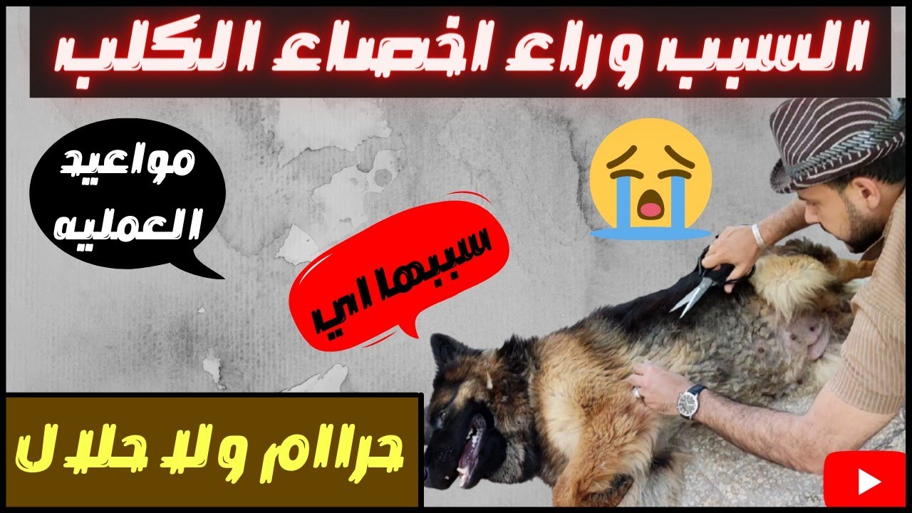 تعقيم الكلب او اخصاء الكلاب ياتري ضروري ولا غلط وامته تتعمل
