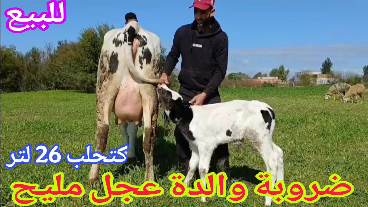 تباااارك الله💫 ضروبة والدة عجل مليح🌟 إتصل 06.15.86.28.07📞 ألو سي واليد نواحي الغرب🇲🇦 