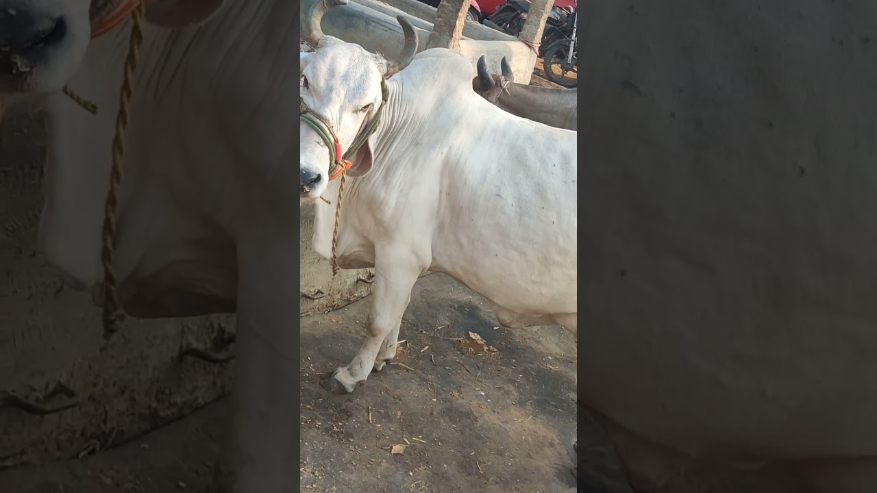 Chintalkunta Buffalo Market