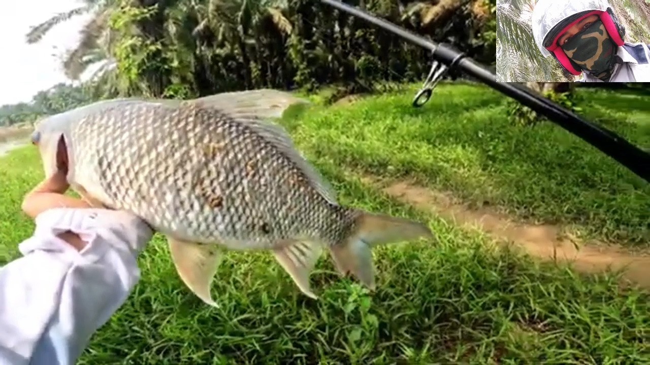 FISHING FOR HUNGRY RED-EYED CAPSULES