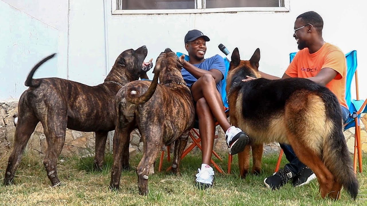 A visit to the dog lover who owns big Presa Canarios and a huge German Shepherd