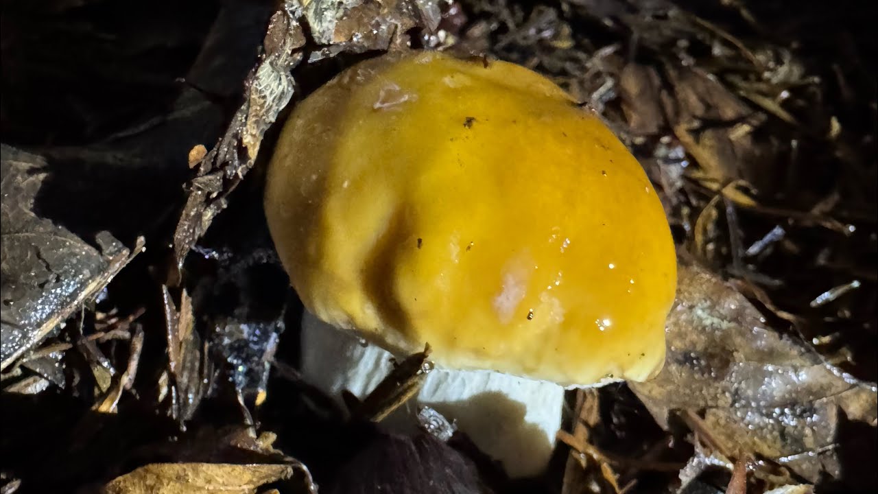 Cèpes de Bordeaux 🍽🍽,des Bolets de partout,Cueillette et observations 09 septembre,#boletus edulis