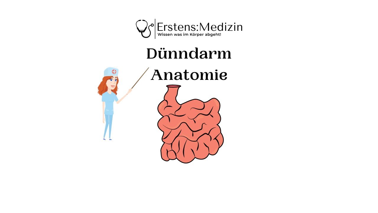 D&uuml;nndarm Anatomie