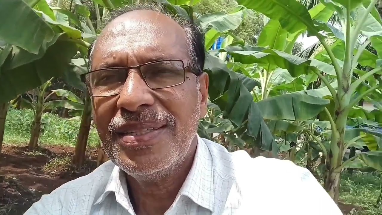 ചെങ്ങാലിക്കോടന്‍ നേന്ത്ര വാഴ കൃഷി