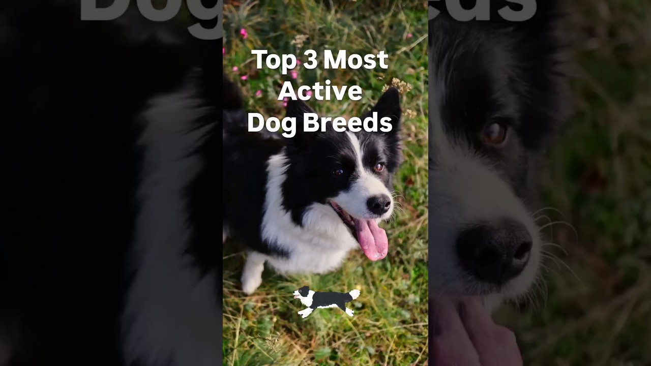 Top 3 Most Active Dog Breeds 