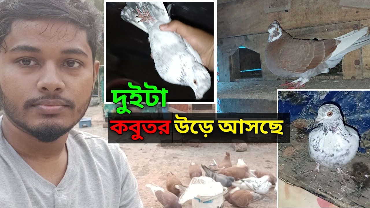 ২ টা কবুতর উড়ে আসছে এই সপ্তায় - দেশি গোল্লা আর নাইড়া কবুতর একটা | Deshi Golla Kobutor