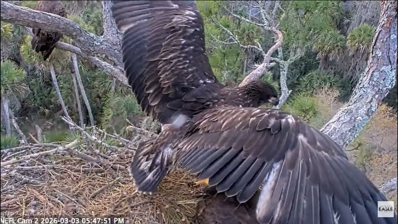NEFL Eagles ~ The Eaglets are 8 weeks old! Both have branched! March 4, 2026