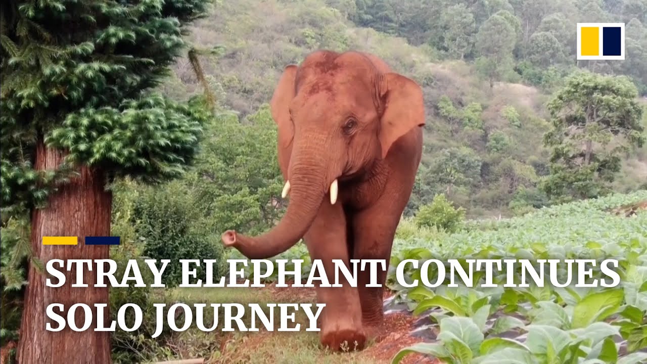 Stray elephant in China continues solitary journey after leaving herd