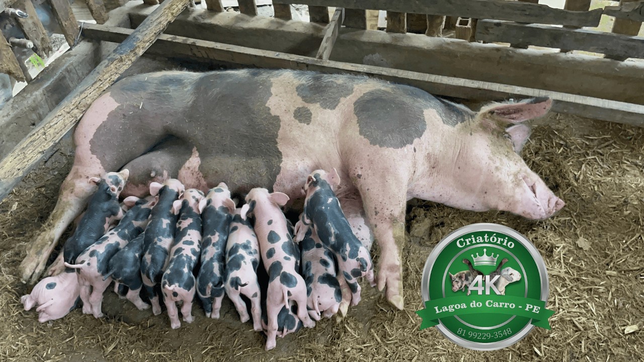 Os porquinhos da Pietrain PO nasceram!🐷 (Criatório 4K)